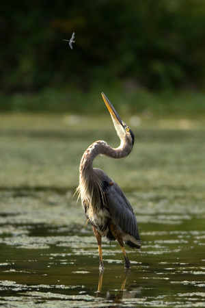 Great Blue Heron and Dragonfly