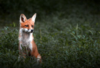 Red Fox, Maryland