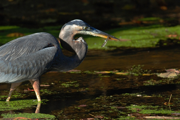 Great Blue Heron with Fish