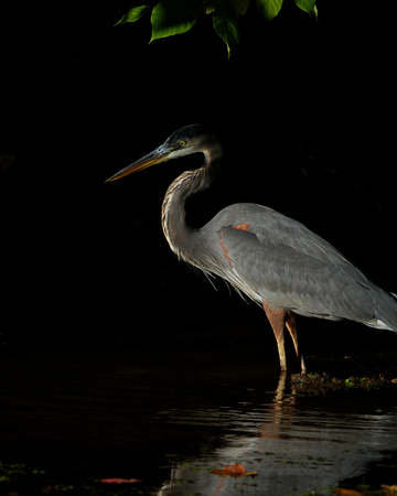Blue Heron in the Shadows