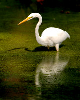 Great White Egret 3