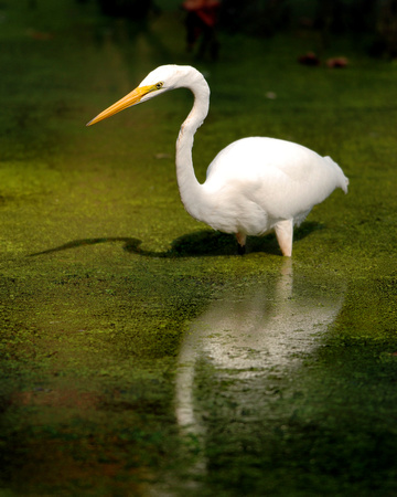 Great White Egret 3