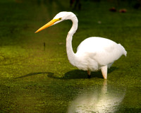Great White Egret 4