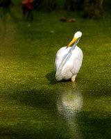 Great White Egret 1
