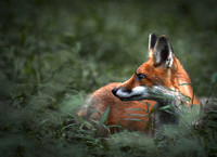 Red Fox, Maryland