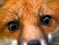 Red Fox Closeup